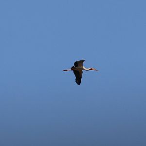 Yellow-billed Stork
