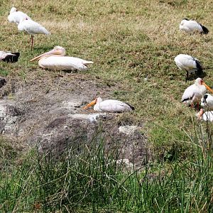 Pelicans, Storks and Ibis