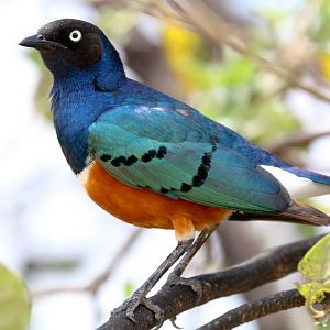 Superb Starling