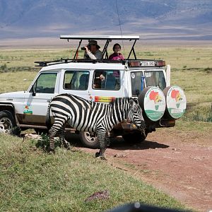 Zebra and Tourists