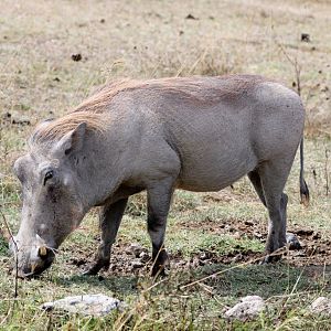 Warthog