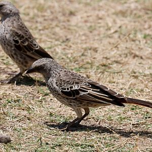 Rufous-tailed Weavers