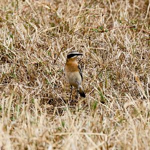 Northern Wheatear