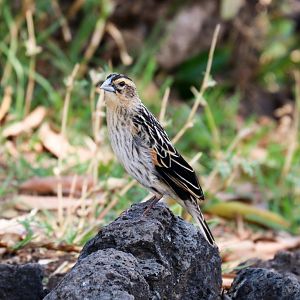Widowbird non-breeding male