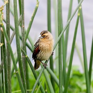 Widowbird non-breeding male