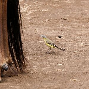 Yellow Wagtail