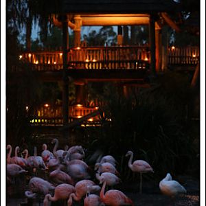 chilean flamingo twilight