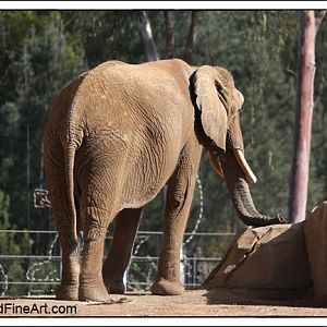 African elephant Shaba
