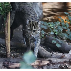 fishing cat