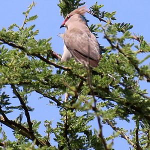 Blue-naped Mousebird
