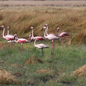 Lesser Flamingos