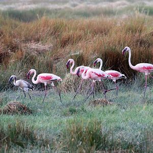 Lesser Flamingos