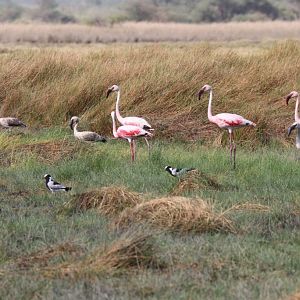 Lesser Flamingos