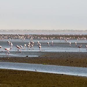 Lesser Flamingos