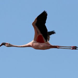 Lesser Flamingo