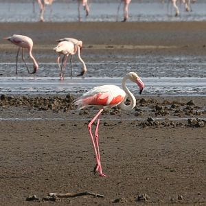 Greater Flamingo