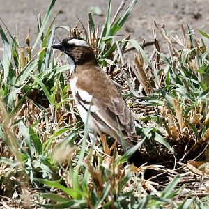 White-browed Sparrow Weaver
