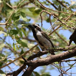 Black-throated Barbet