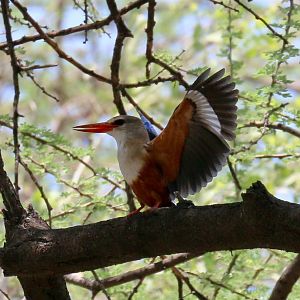 Grey-headed Kingfisher displaying