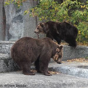 Brown Bears