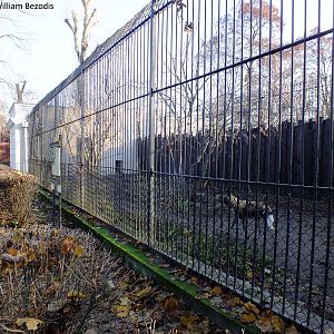 Not the best painted wolf exhibit