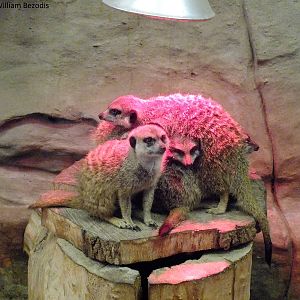 Pile-up for the heat lamp