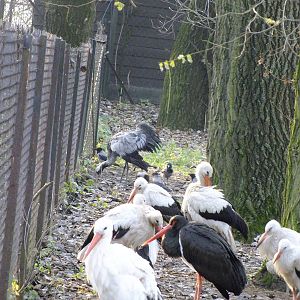 Mixed stork and crane exhibit