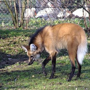 Maned Wolf