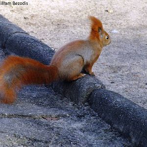 Eurasian Red Squirrel (wild)