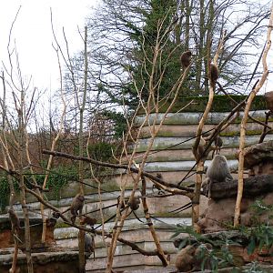 Hamadryas Baboons. November 2014