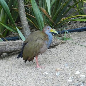 Americas Aviary