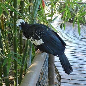 Americas Aviary