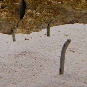 Garden Eels.
