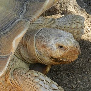 African Spurred Tortoise.