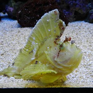 Leaf Scorpionfish.