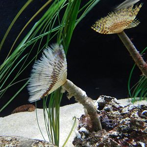 Mediterranean Fanworm.