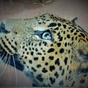 Sri Lanka Leopard
