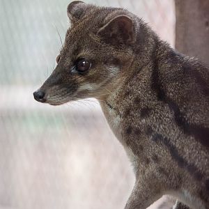 Fanaloka : RSCC : 17 Oct 2014