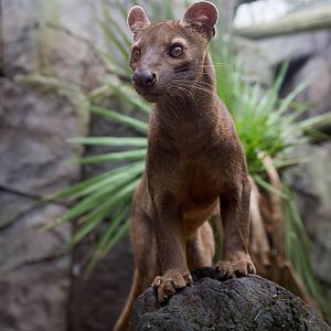 Fosa / fossa : RSCC : 12 Oct 2014