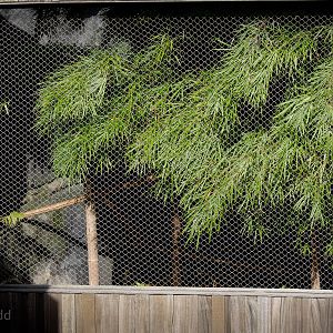 Rusty-spotted cat (exhibit) : RSCC : 17 Oct 2014