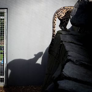 Clouded leopard : RSCC : 17 Oct 2014