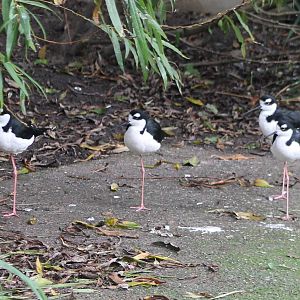 Black-necked stilts