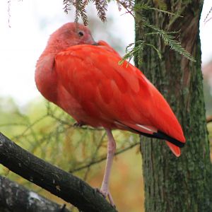 Scarlet ibis