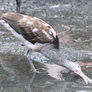 Young Scarlet ibis