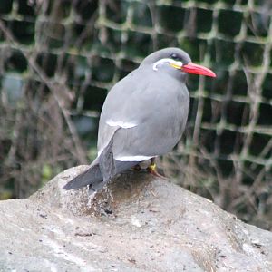 Inca tern