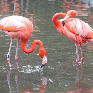 Cuban flamingos