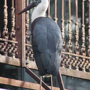 Woolly-necked stork