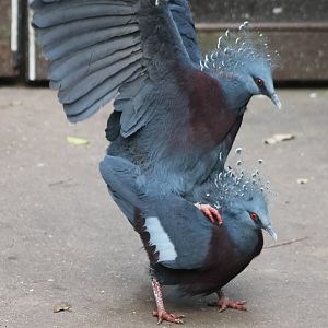 Mating-behaviour Victoria crowned pigeons