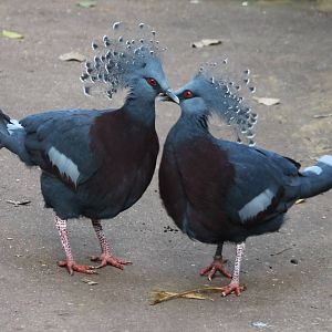Mating-behaviour Victoria crowned pigeons