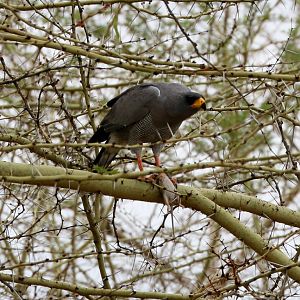 Eastern Chanting Goshawk